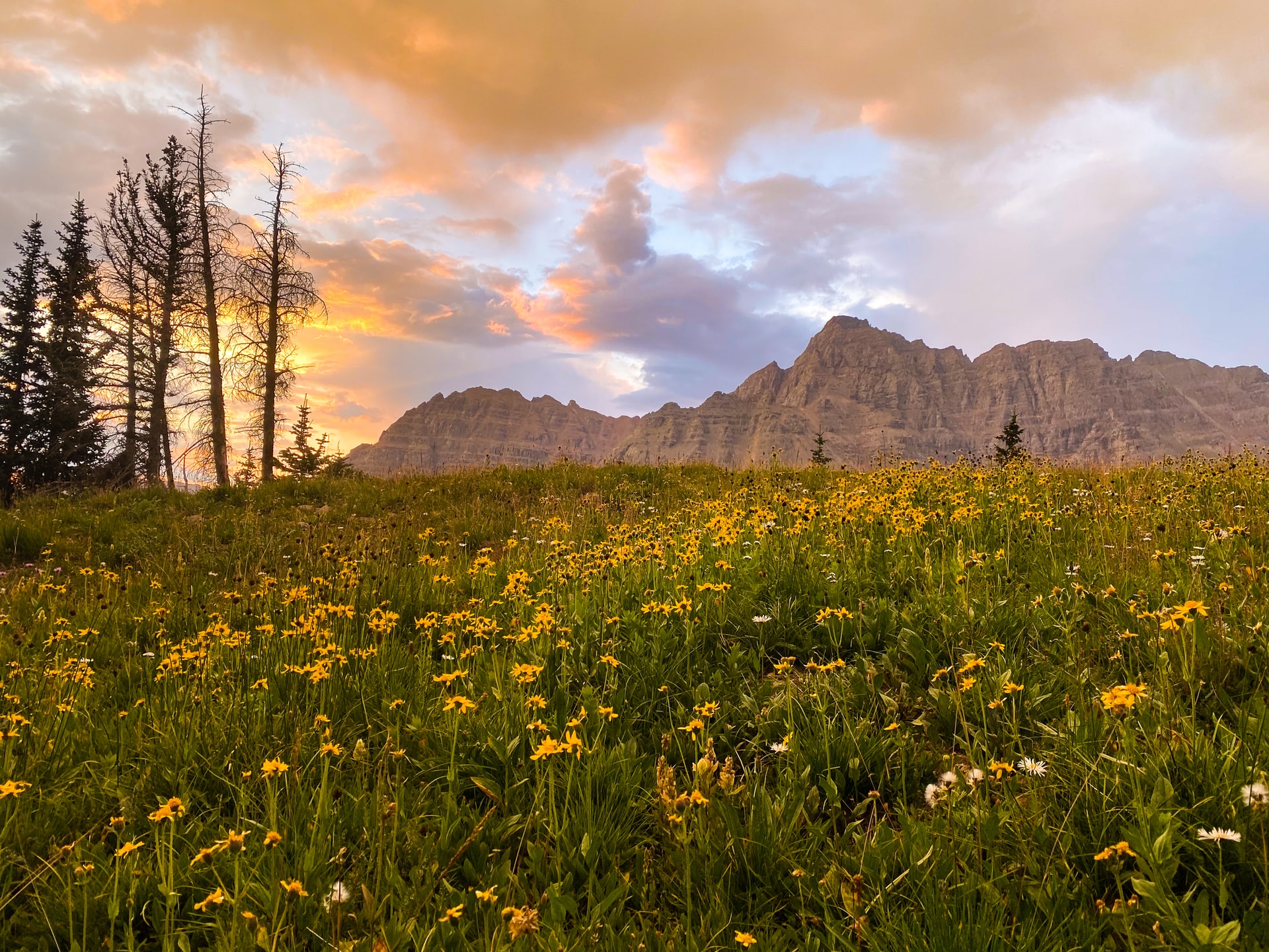 demo-alpine-wildflowers-unsplash