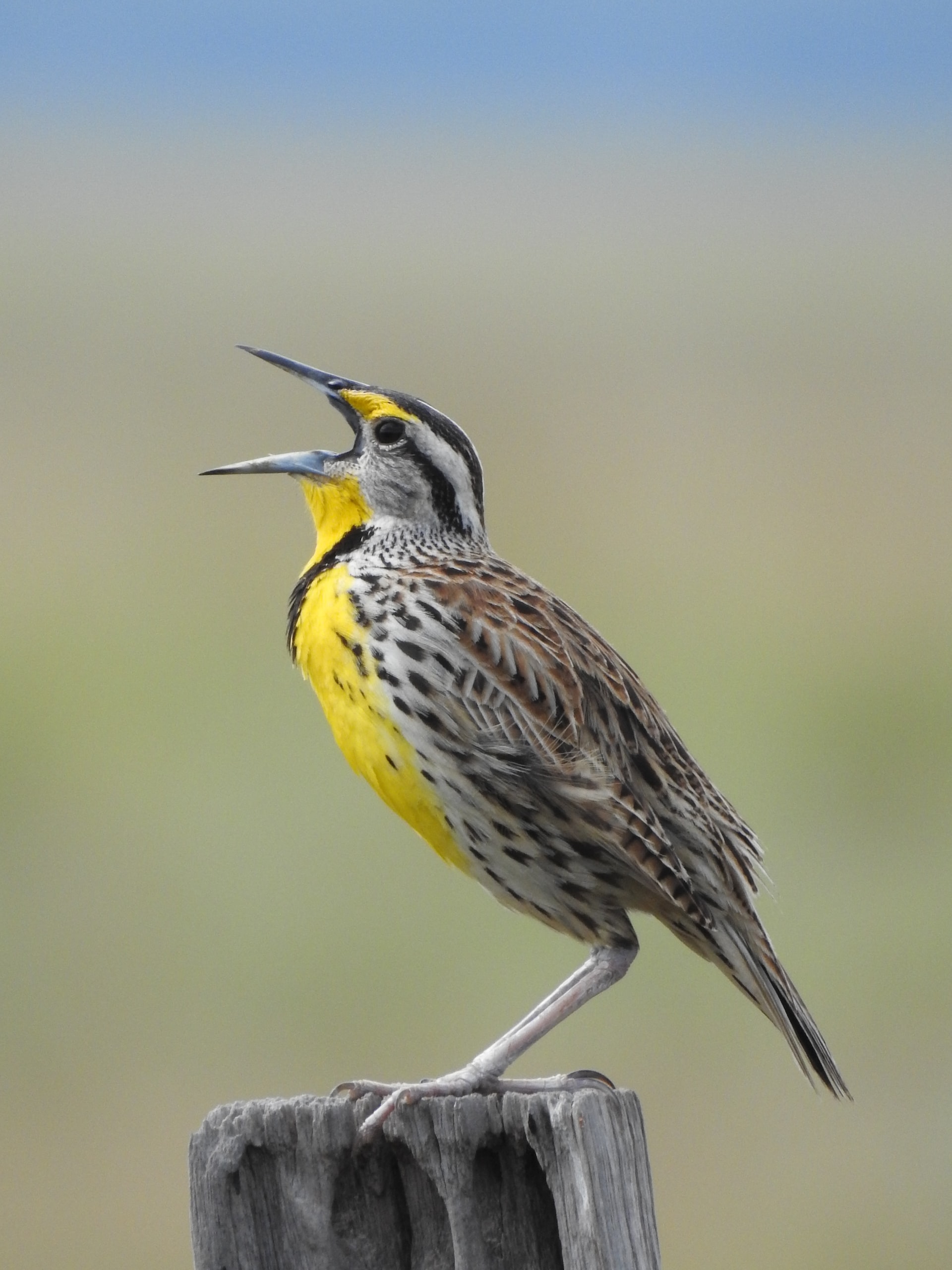 demo-meadowlark-unsplash