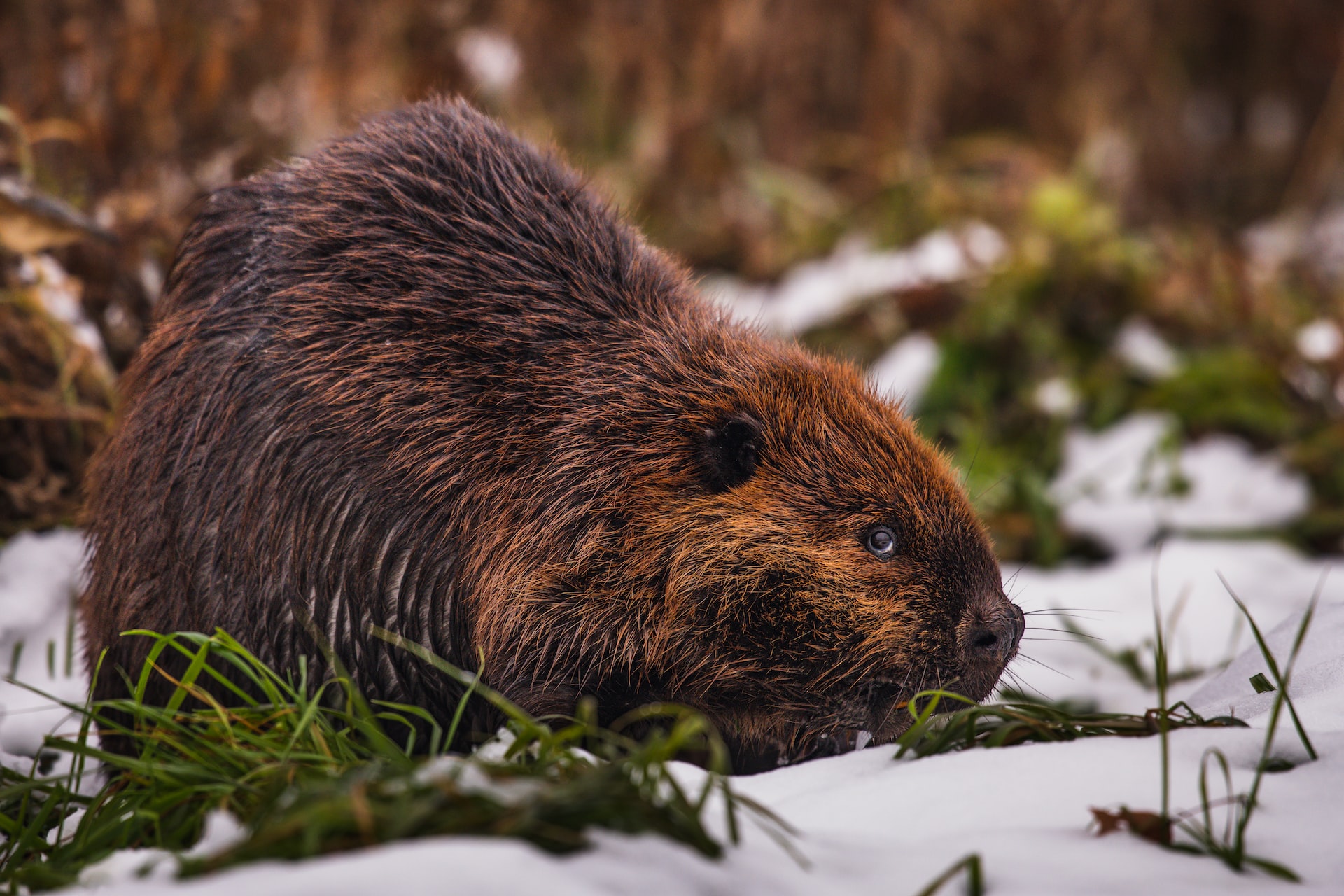 demo-beaver-unsplash